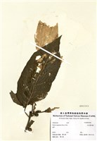 藏品(紅花曼陀羅)的圖片